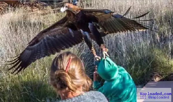 Terrifying Moment Huge Wedge-Tailed Eagle Swoops Down And Tries To DRAG OFF 7-Year Old Boy
